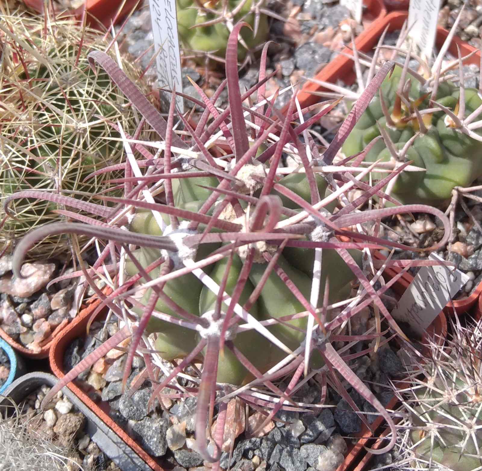 Ferocactus gracilis v. coloratus -MG- cube-6cm-