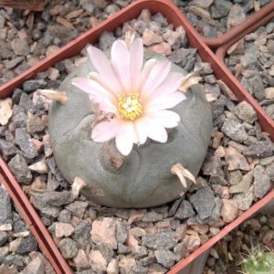L. williamsii -San Vinsent- cube-7cm-