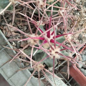 Echinocactus parryi L1372 -біля 4см- своє коріння-
