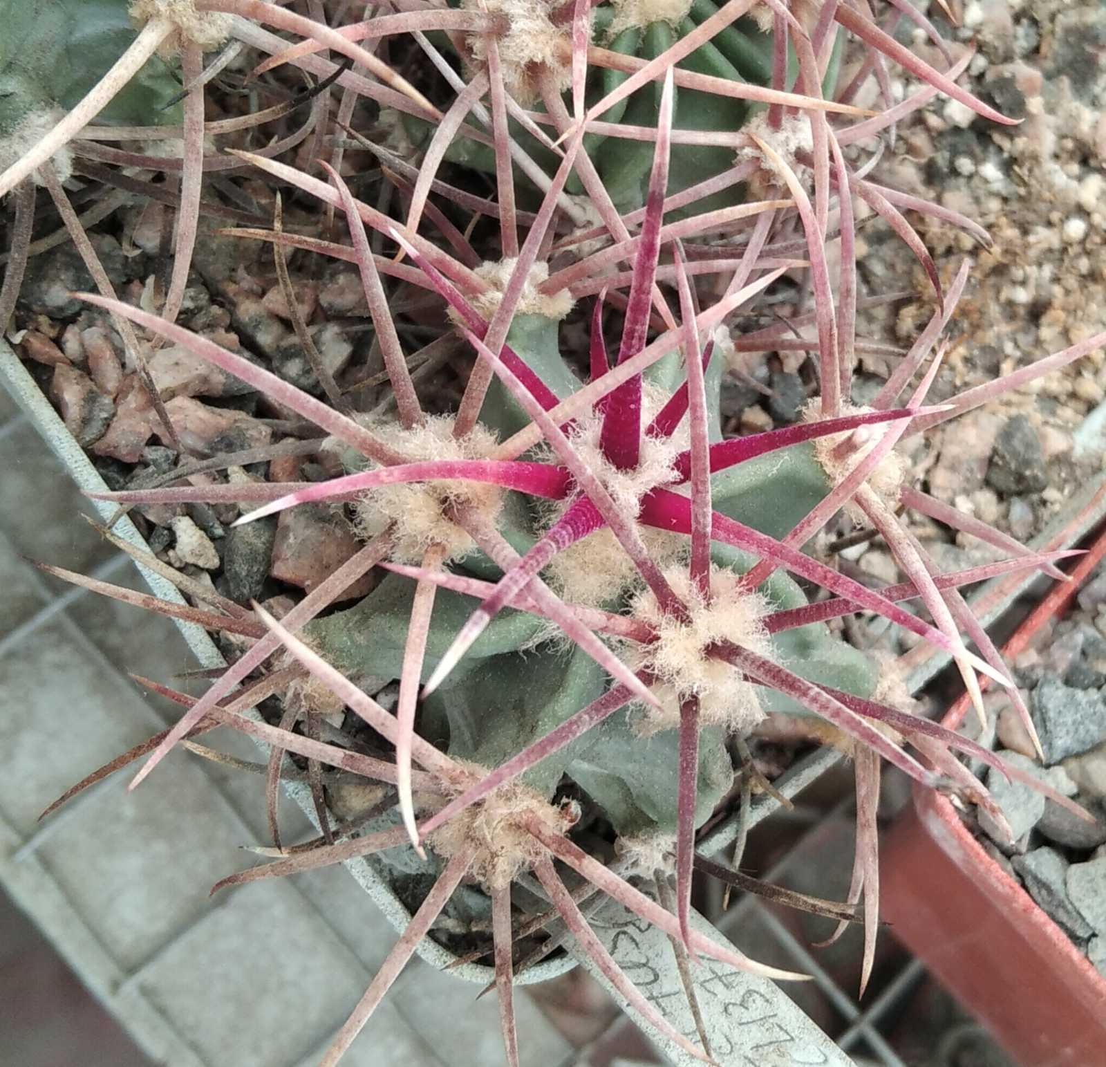 Echinocactus parryi L1372 -біля 4см- своє коріння-