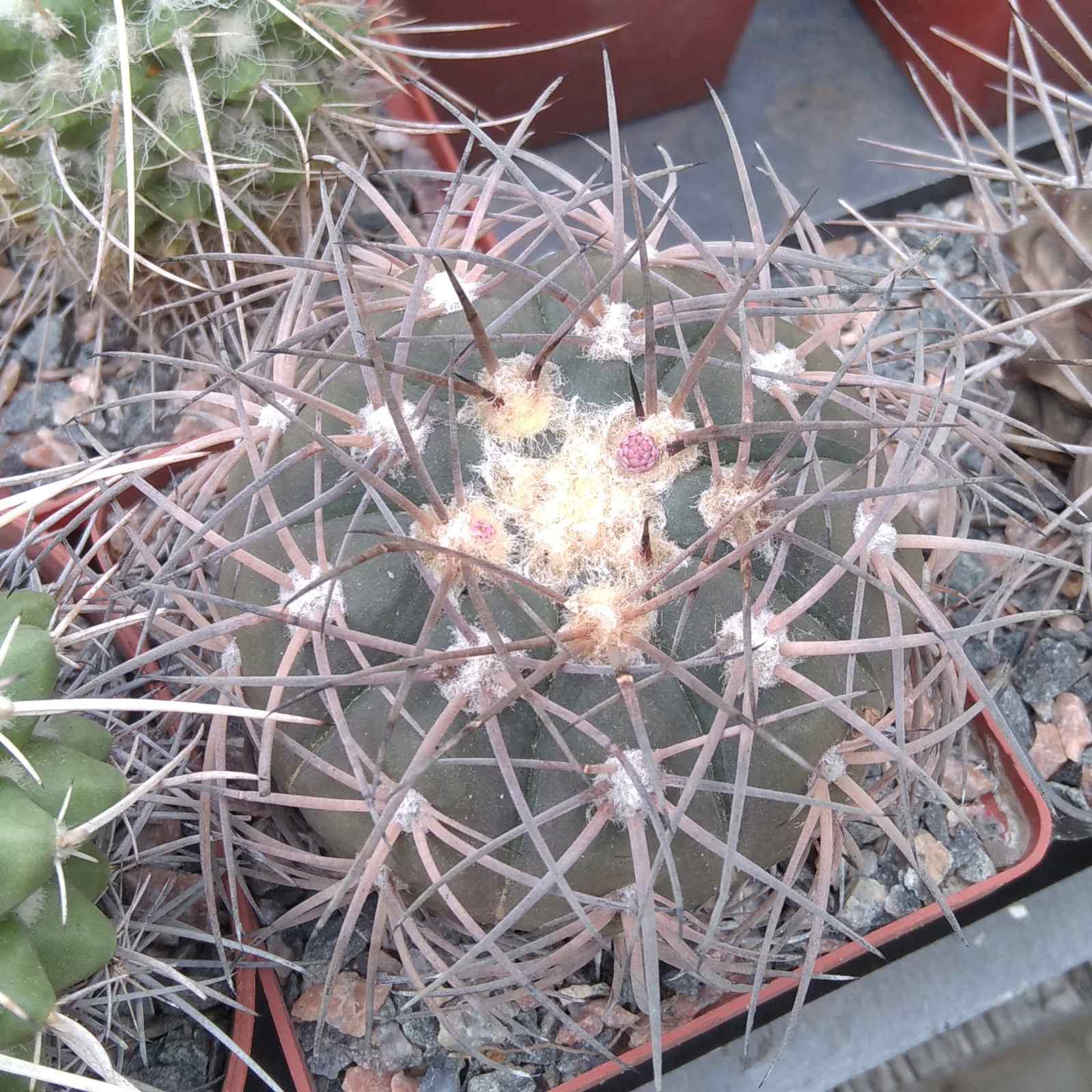 Gymnocalycium spegazzinii -cube-9cm-