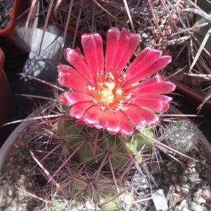 Parodia suprema - 5-6cm-
