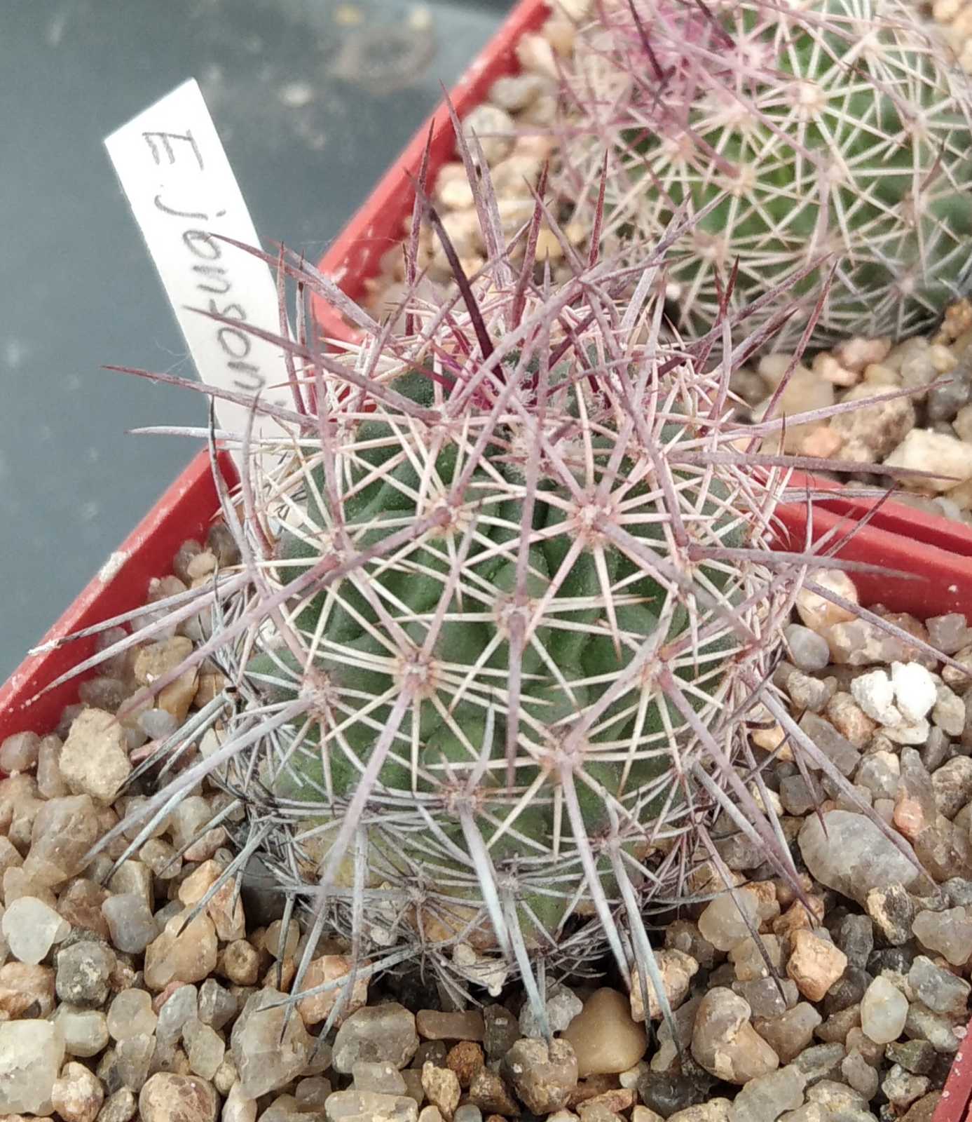 Echinomastus jonsonii -cube-6cm-своє коріння-