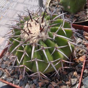 Discocactus latispinus HU146 -GK- cube-8cm-