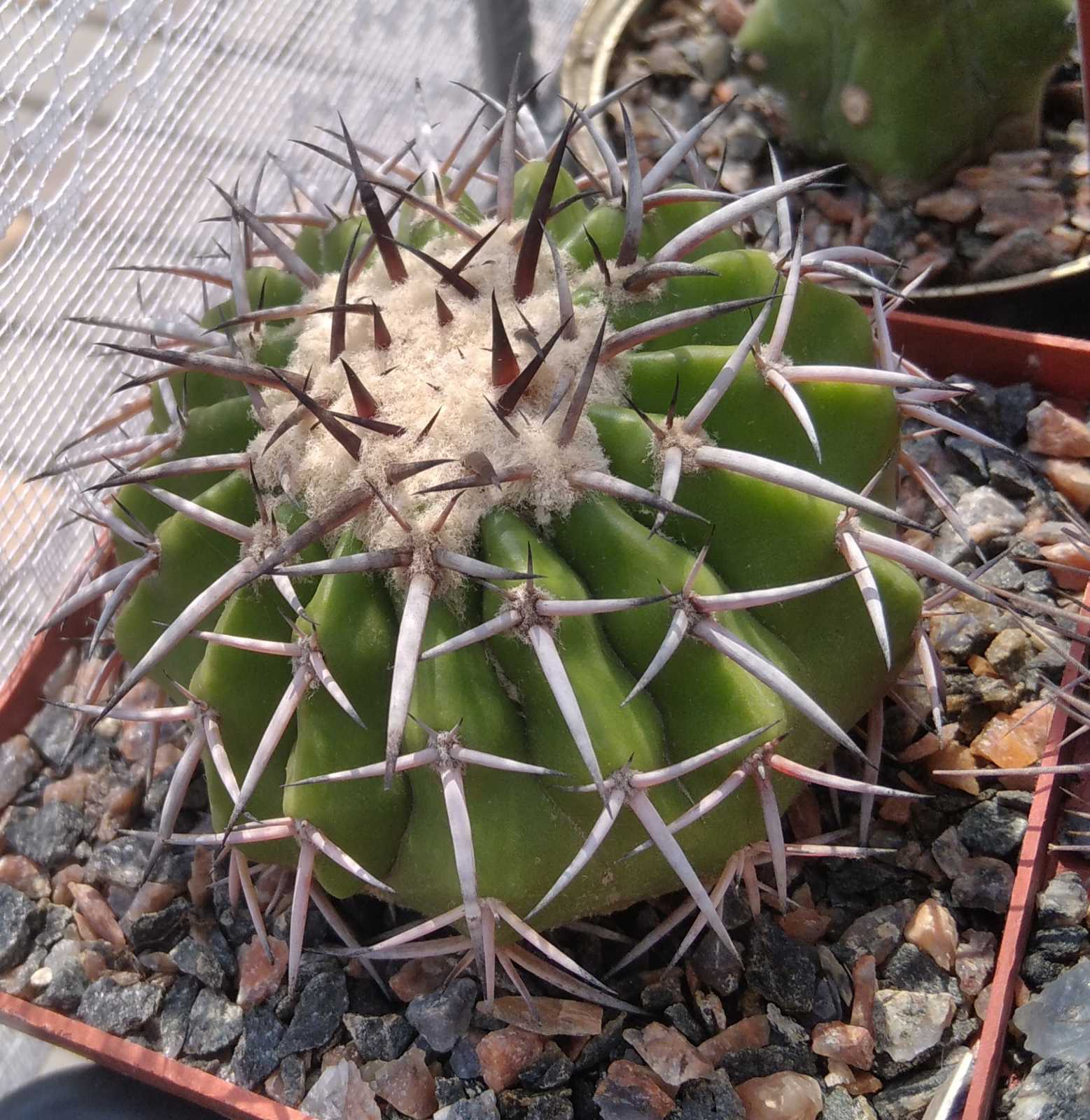 Discocactus latispinus HU146 -GK- cube-8cm-