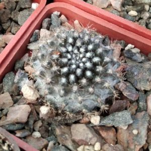 Neochilenia crispa -Punto Lobos- cube-5cm-