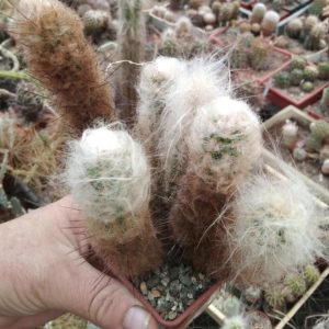 Morawetzia sericata -багаторічний кущ,сіянець від Меса Гарден-