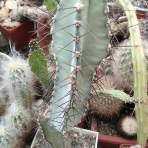 Cereus forbesii - сube-9cm-