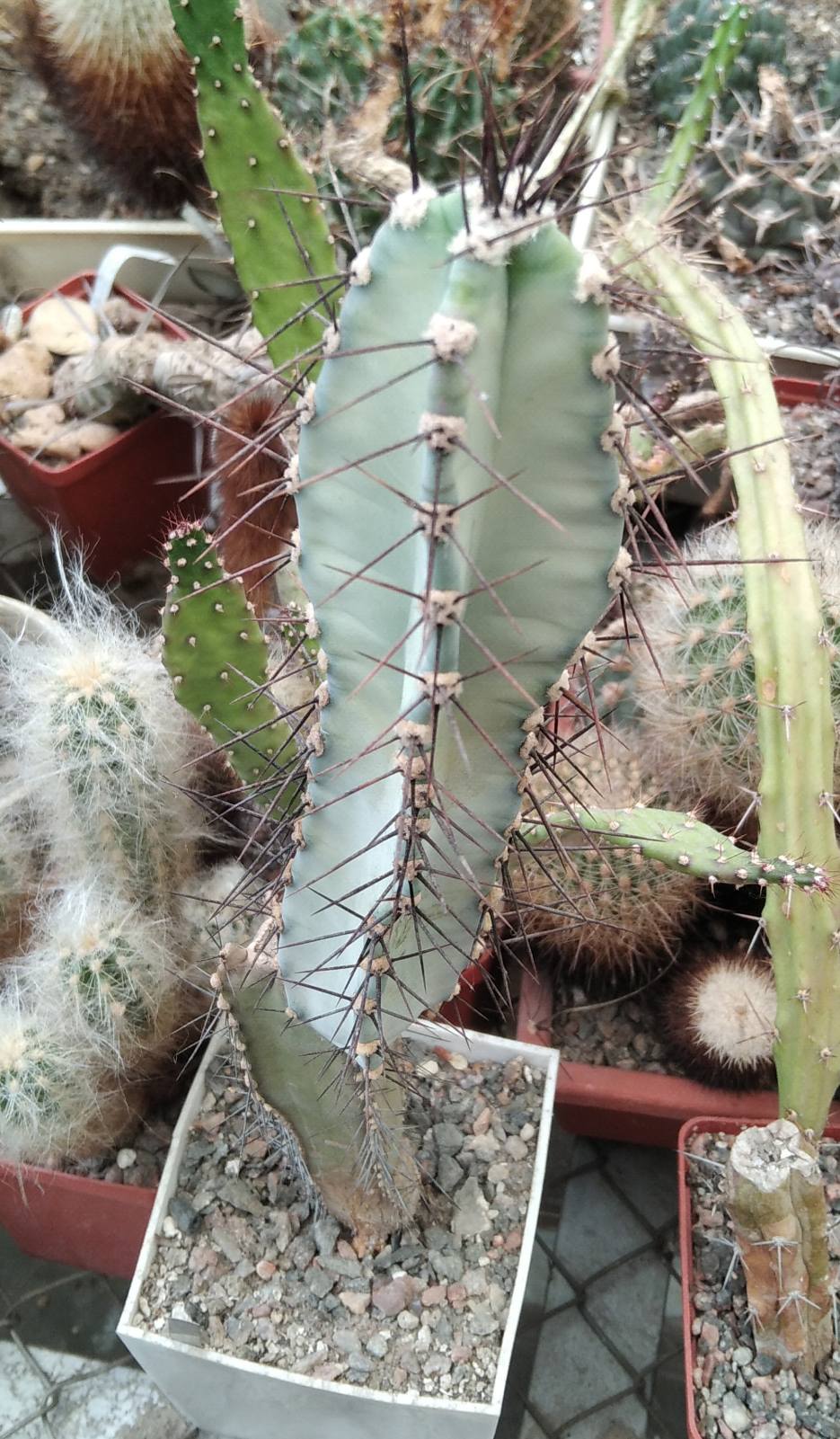 Cereus forbesii - сube-9cm-
