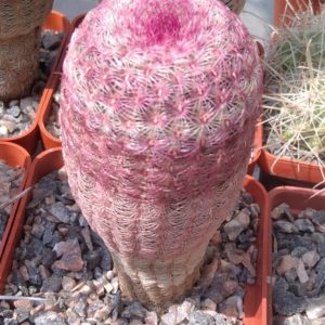 Echinocereus rigidissimus v. rubrispinus L066 -cube-7cm- 10years-