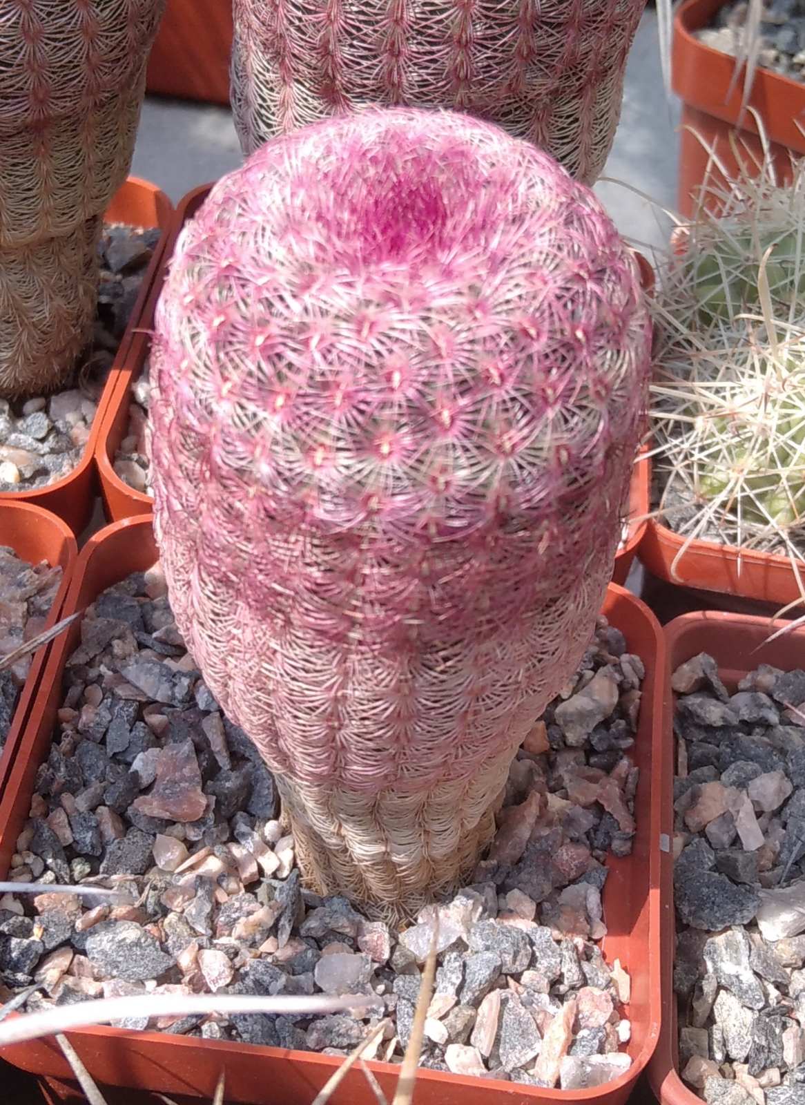 Echinocereus rigidissimus v. rubrispinus L066 -cube-7cm- 10years-