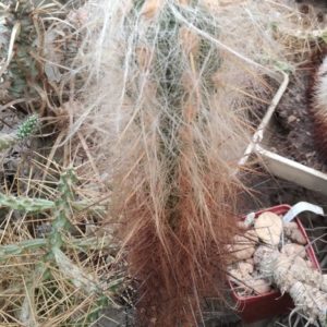 Oreocereus urmiriensis -багаторічний сіянець від Меса Гарден-