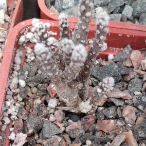 Pterocactus  tuberosus -small form-