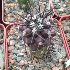 Copiapoa griseo-vilacea JN1273 -cube-7cm-