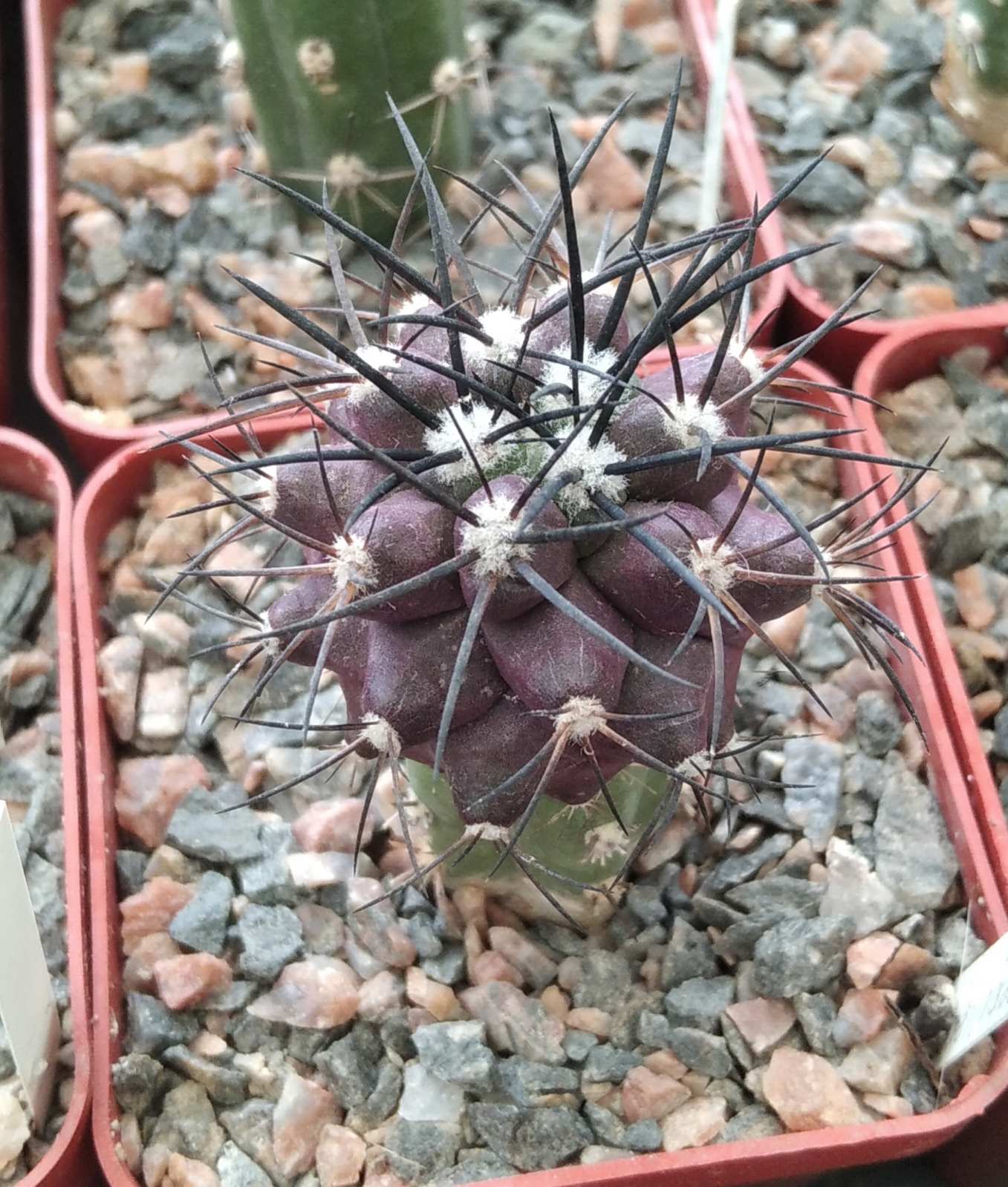 Copiapoa griseo-vilacea JN1273 -cube-7cm-