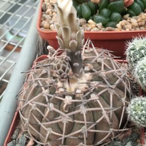 Gymnocalycium bodenbenderianum -cube-7cm-