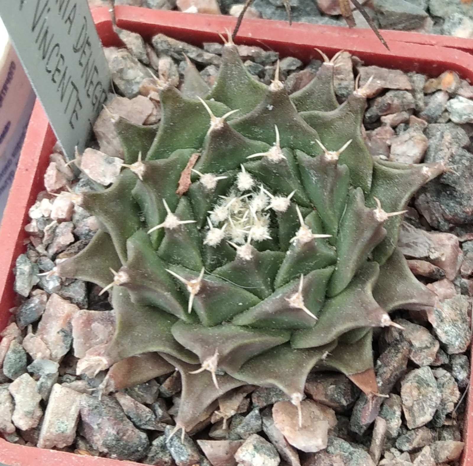 Obregonia denegrii -San Vinsente-cube-5cm-