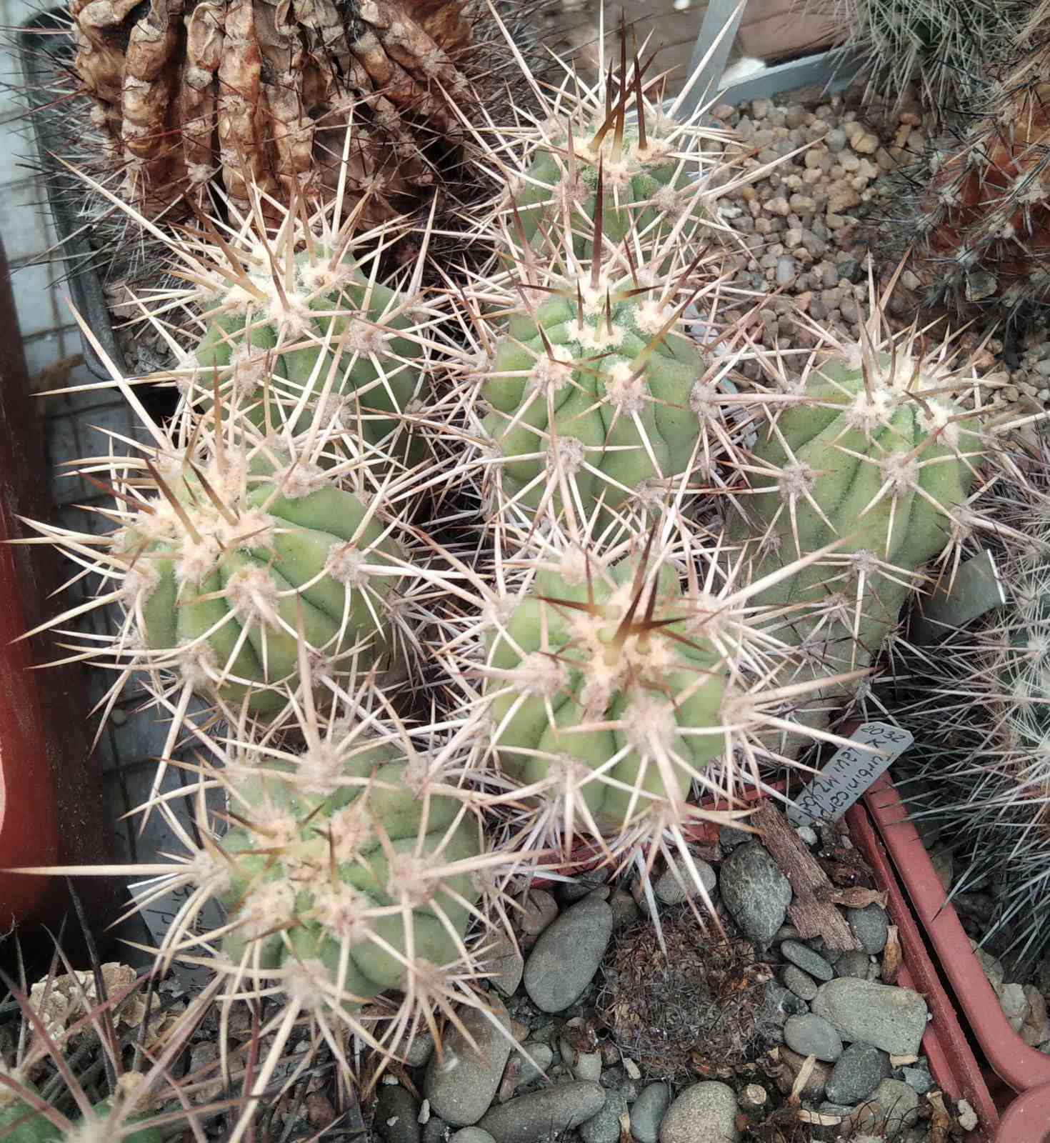 Trichocereus aff. chilensis -Piltz-