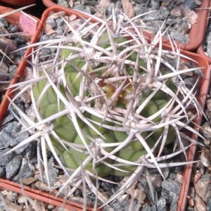 Gymnocalycium ferocior -cube-7cm-