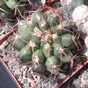 Discocactus nigrisaetosus HU448 -сube-8см-