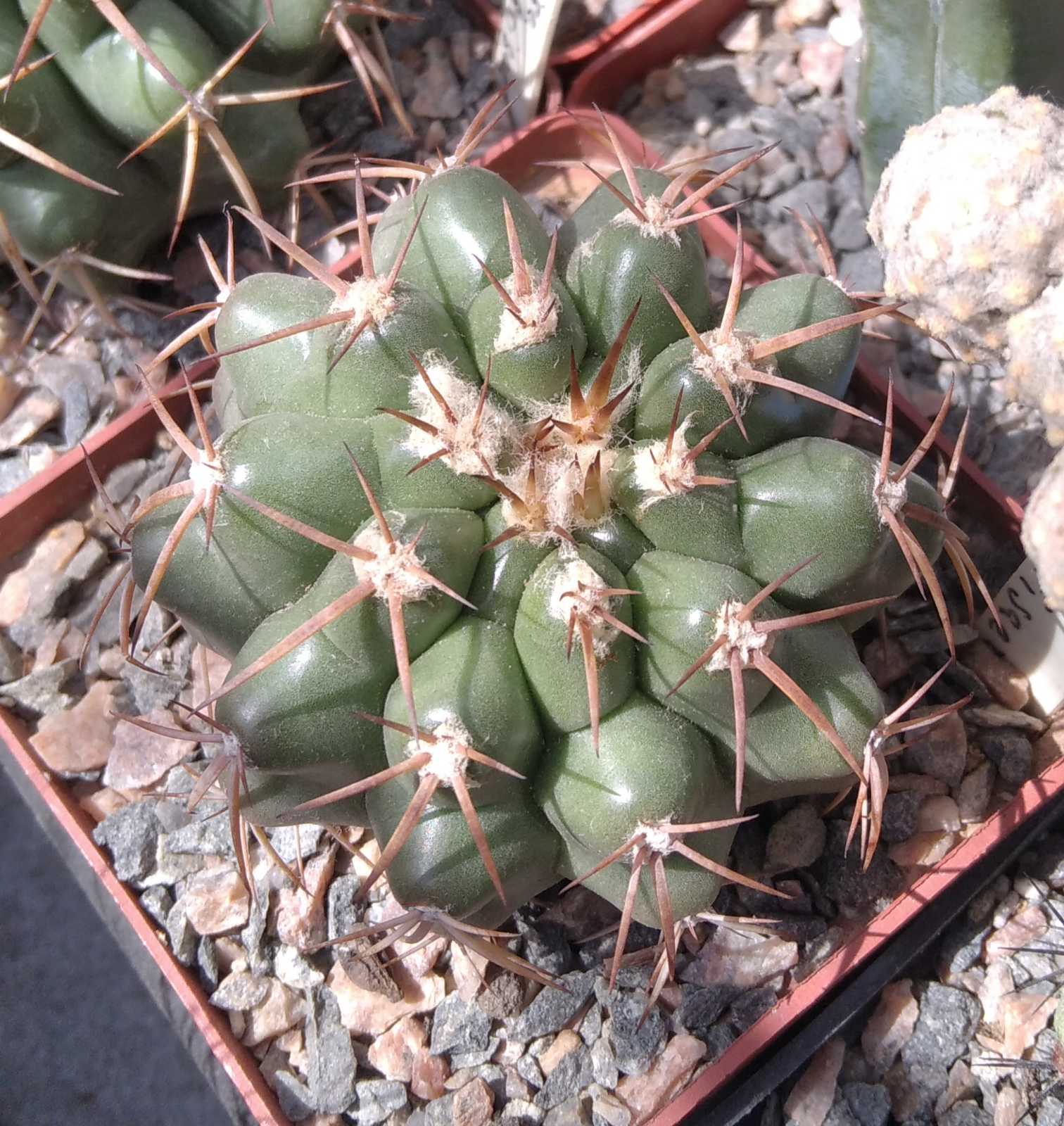 Discocactus nigrisaetosus HU448 -сube-8см-