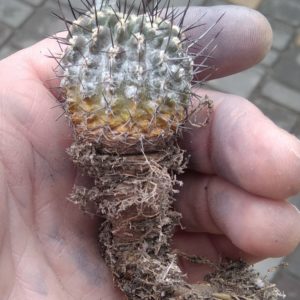 Neochilenia decherdtiana FK401-81 -15+years-