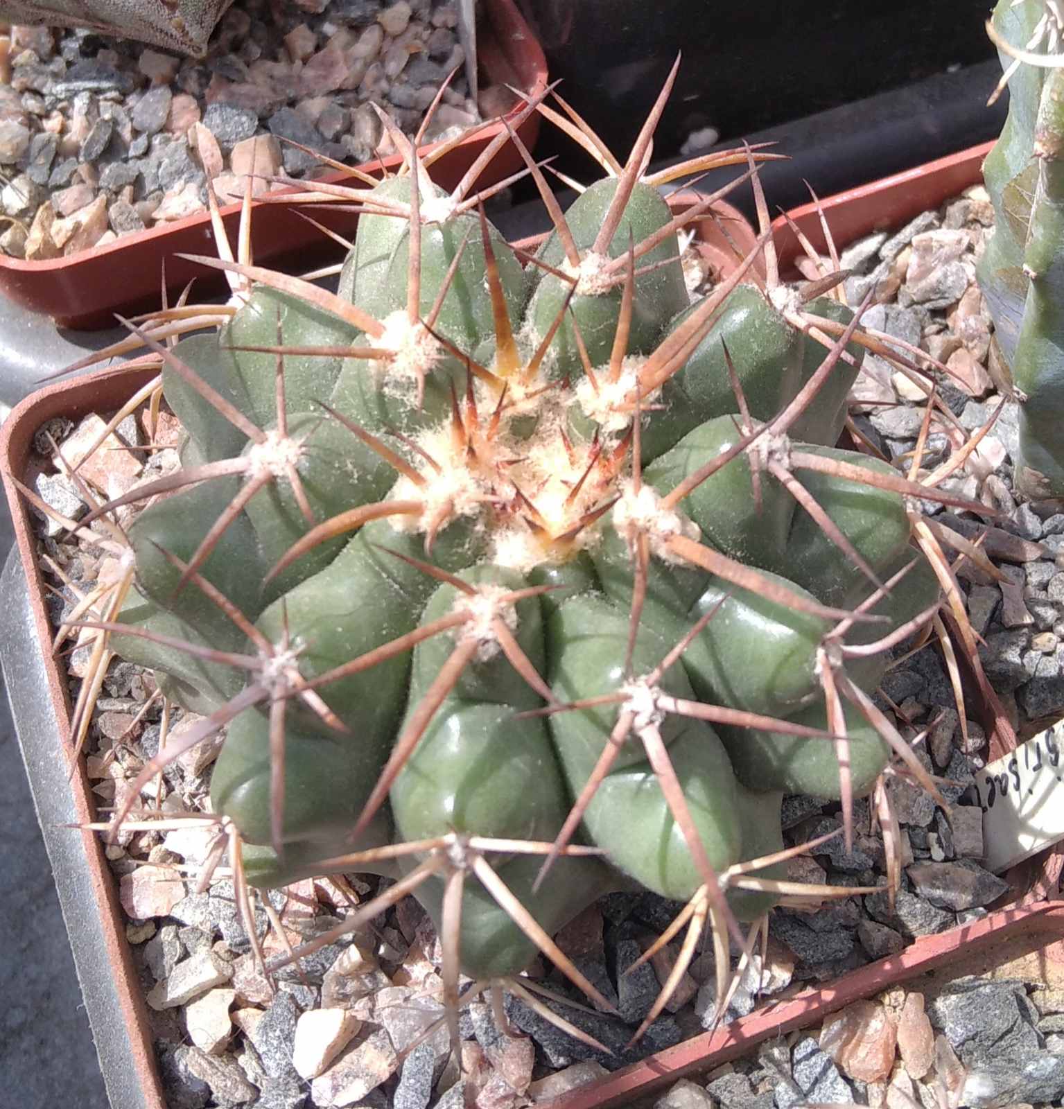 Discocactus nigrisaetosus HU448 -сube-8см-