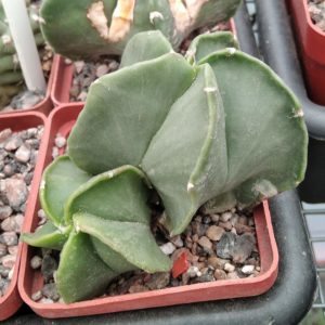 Astrophytum myriostigma v. nudum- cube-7cm-