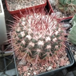 Notocactus orthacanthus -cube-8cm-