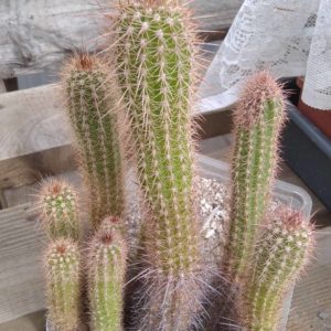 Trichocereus strigosus -Mazan, Catamarca- продаж одним лотом -
