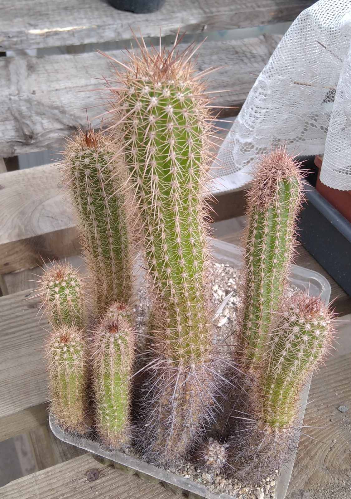 Trichocereus strigosus -Mazan, Catamarca- продаж одним лотом -