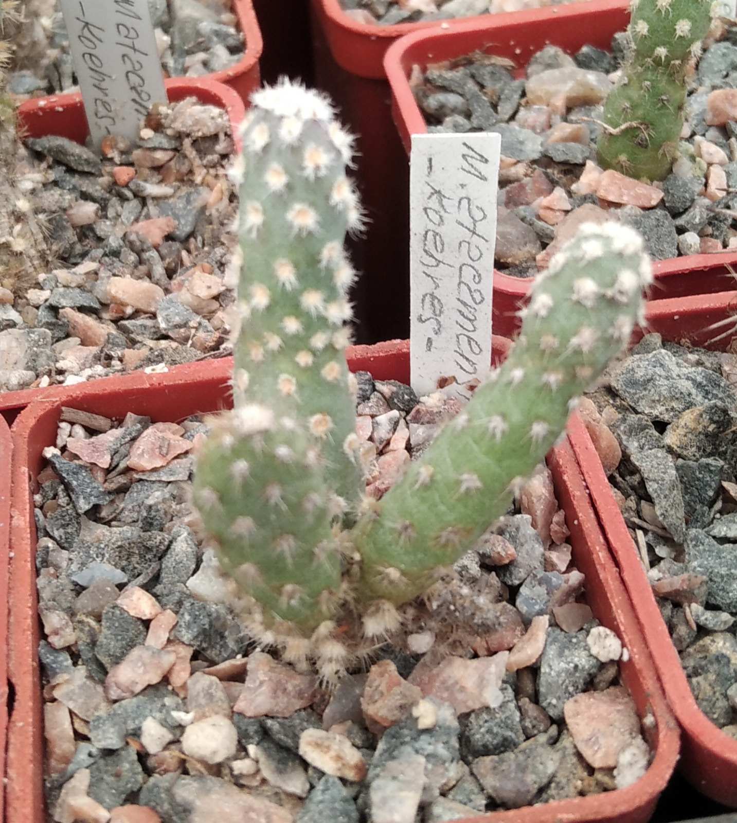 Maihueniopsis atacamensis -cube-5cm-Koehres- сіянець-
