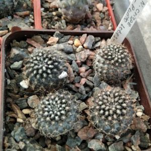 Neochilenia crispa -Punto Lobos-