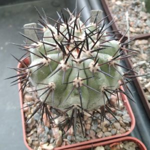 Copiapoa calderana  JO1258 -cube-7cm- щеплена-