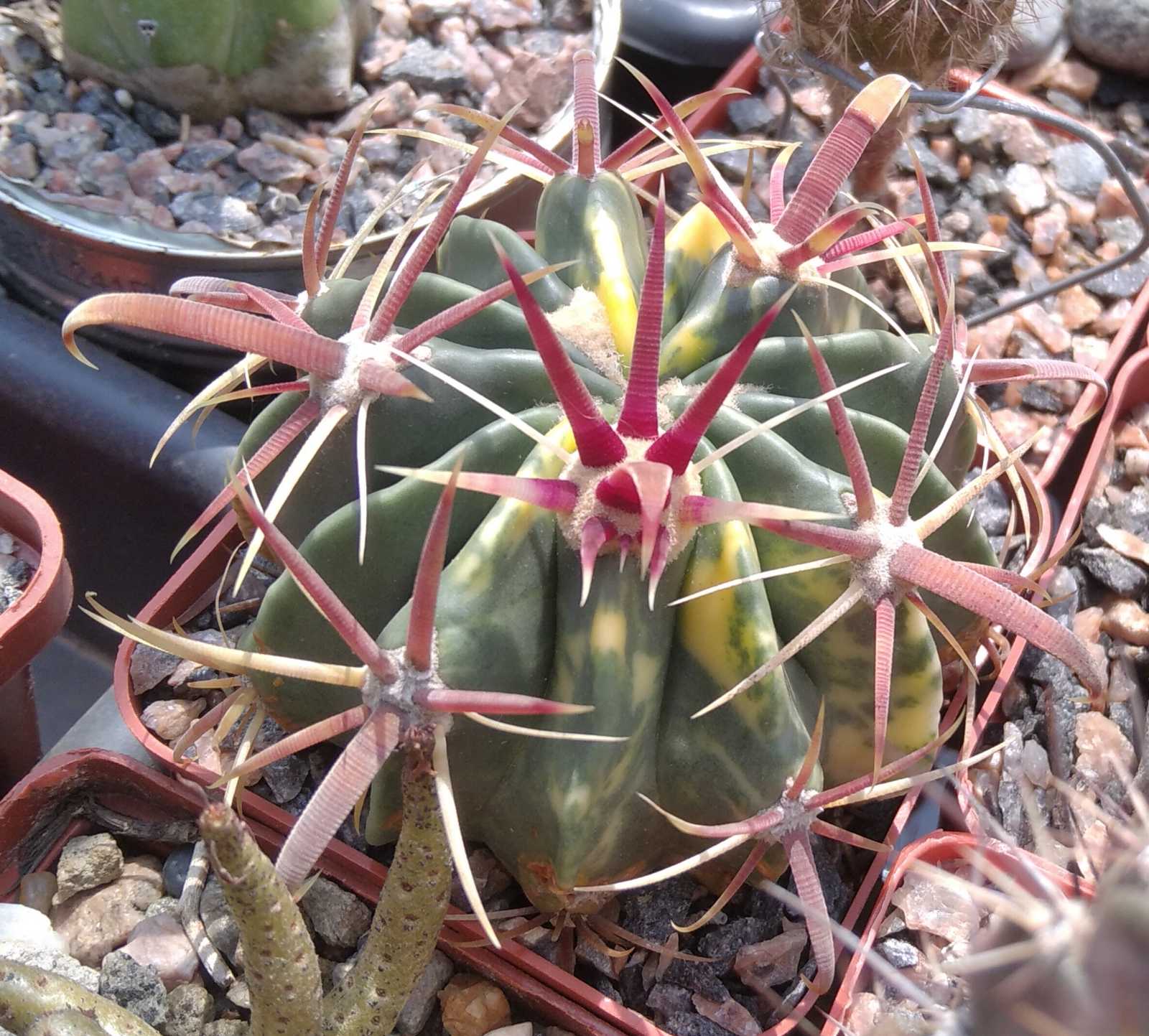 Ferocactus latispinus f. variegata-cube-7cm-rare- -