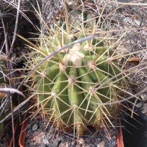 Ferocactus pottsii v. alamosensis -MG-cube-8cm-