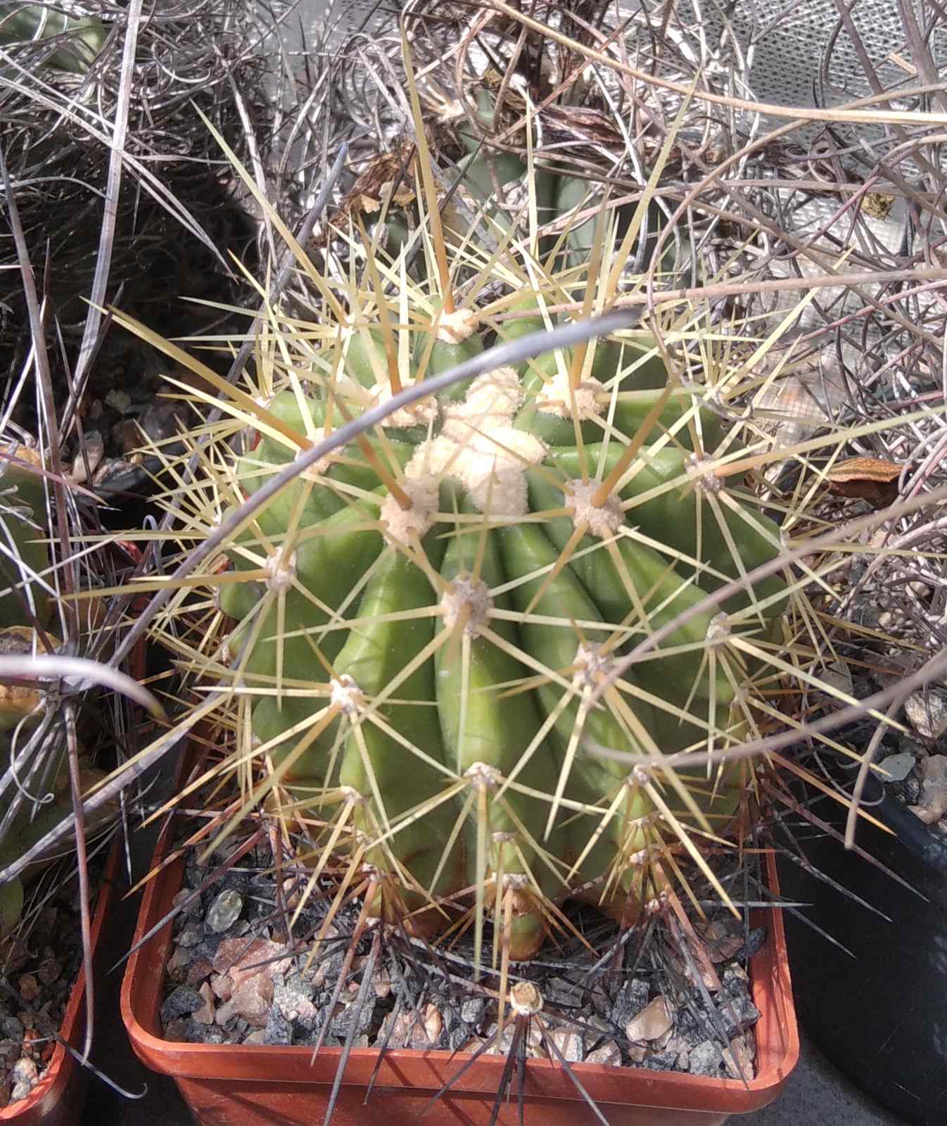 Ferocactus pottsii v. alamosensis -MG-cube-8cm-