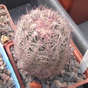 Echinomastus dasiacanthus SB48- cube- 7cm-