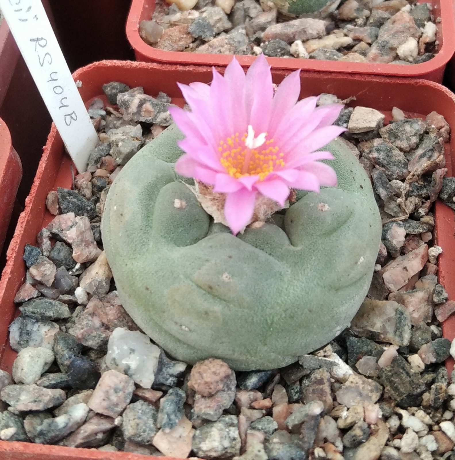 Lophophora frichii RS404B -cube-7cm-