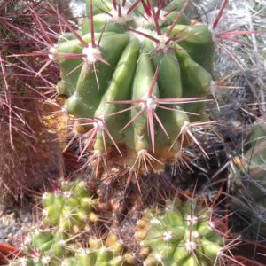 Ferocactus steinesii -cube-9cm-