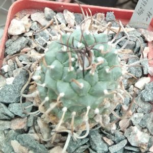 Turbinicarpus macrochele v. kupcakii MK93.294 -cube-8cm-