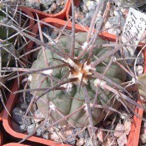 Gymnocalycium spegazzinii LF0058 -cube-5cm-