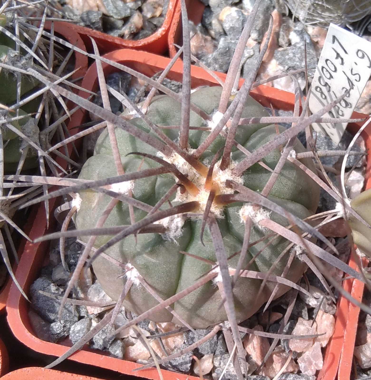 Gymnocalycium spegazzinii LF0058 -cube-5cm-