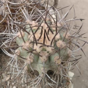 Neoporteria  clavata v. procera KK1 -MG-  біля 5см-