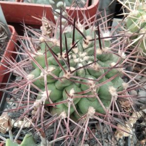 Gymnocalycium  schickendantzii P17A -cube-9cm-