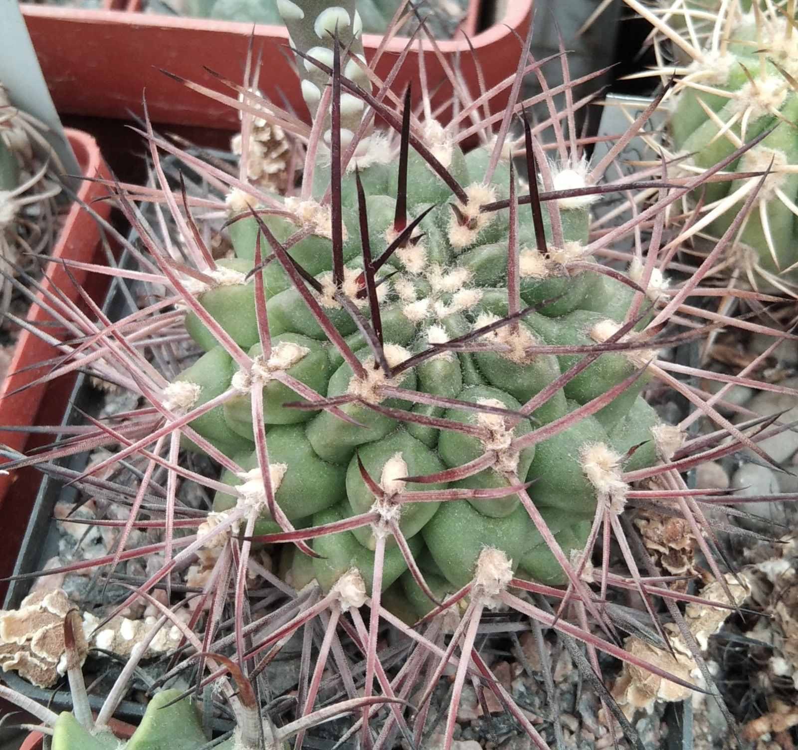 Gymnocalycium  schickendantzii P17A -cube-9cm-