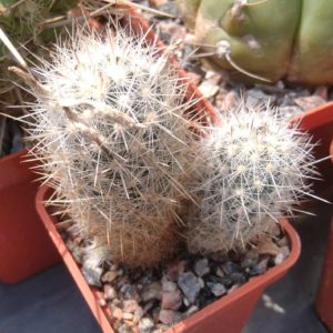 Escobaria organensis -e Bischops-cube-5cm-MG-