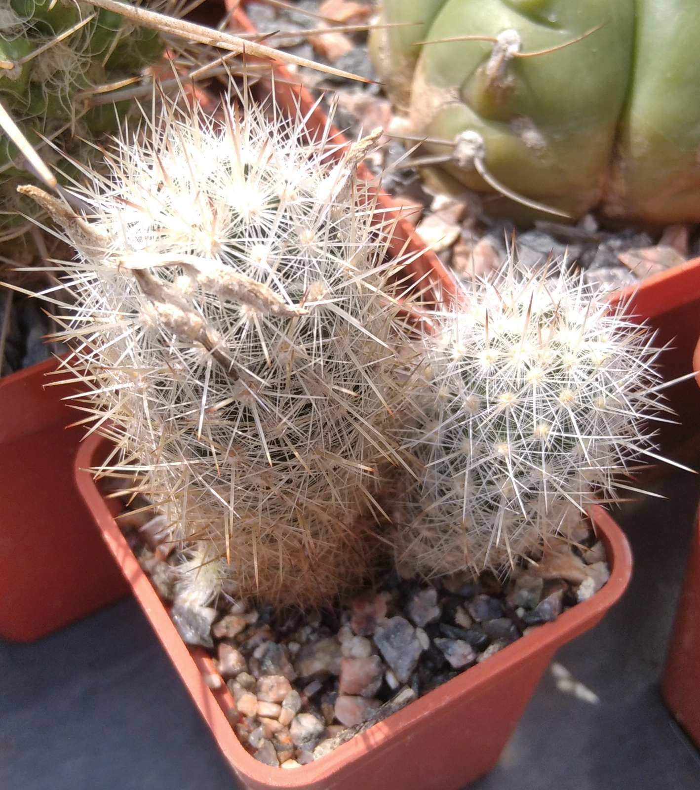 Escobaria organensis -e Bischops-cube-5cm-MG-