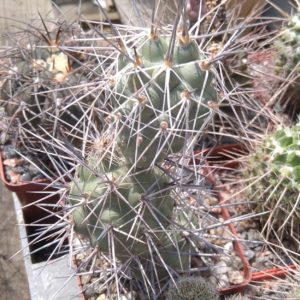 Tephrocactus bruchii -big form-пагін-