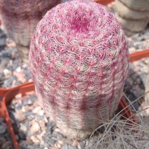 Echinocereus rigidissimus v. rubrispinus L066 -cube-7cm- 10years-